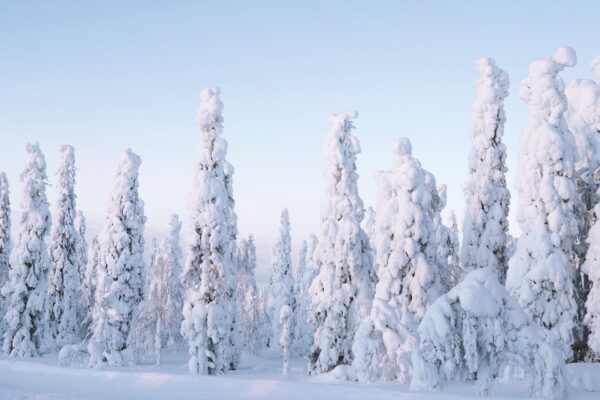 pexels-valdemaras-d-10967302