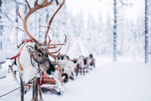 Levi_Spirit_Luxury_Villa_Resort_lapland_experiences_reindeer_safari_winter_2