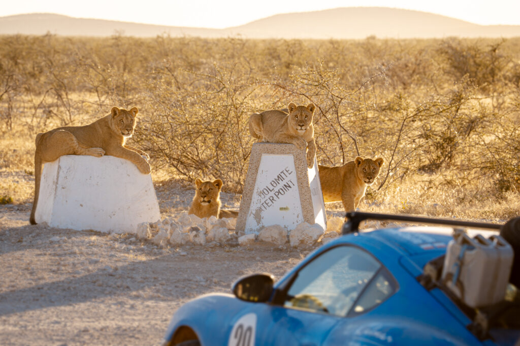 Safari Dolomite Camp